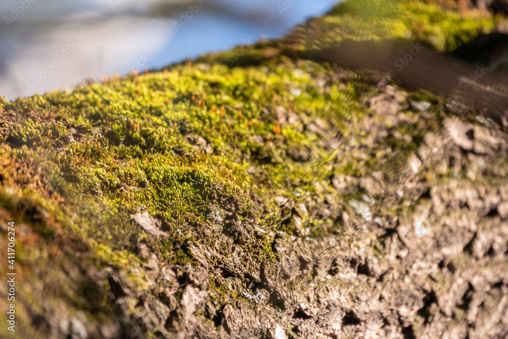 Fluffy soft green moss in the forest. Background image. Fluffy soft green moss in the forest. Background image.