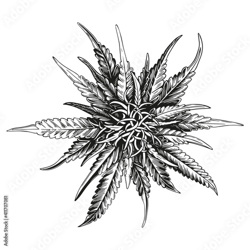 Hand drawn cannabis. Black ink line sketch of marijuana isolated on white background