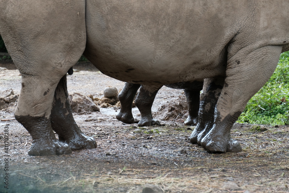 Naklejka premium rhino in the wild