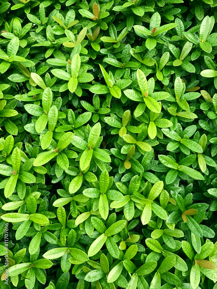 Green tiny leafs wall after the rain fall, nature background for background concept Green tiny leafs wall after the rain fall, nature background for background concept