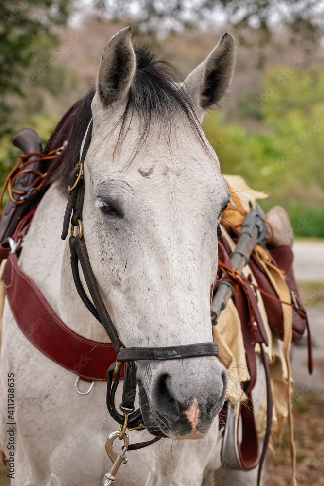 Obraz premium White Horse 01