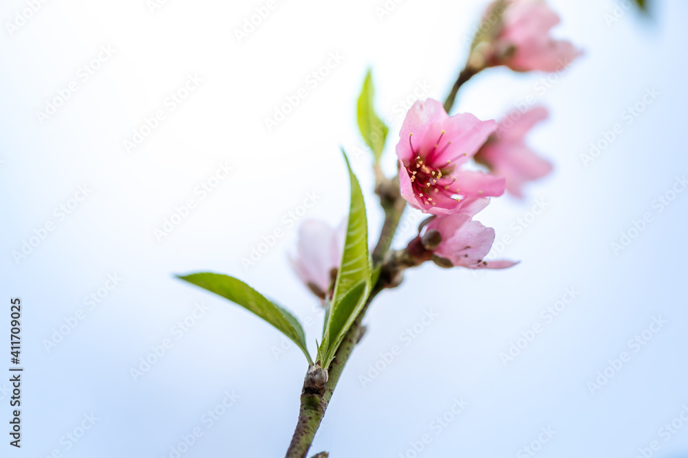 Fototapeta premium Sakura flowers blooming blossom in Chiang Mai, Thailand