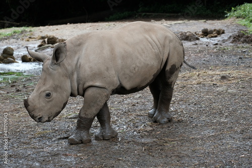 baby white rhino in the wild