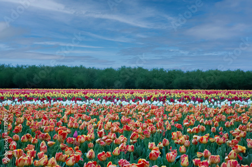 Fototapeta Naklejka Na Ścianę i Meble -  Rows of dramatic blooming multi-colored tulips with trees in the background and a vivid blue sky with wispy white clouds, daytime - Oregon 