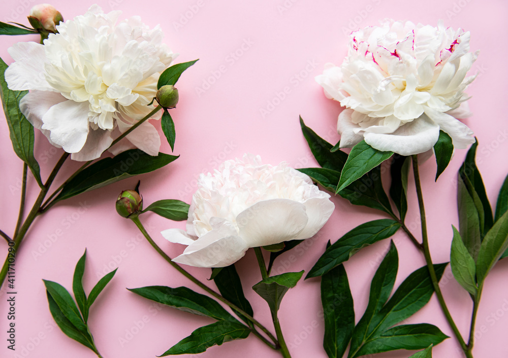 Peony flowers on a pink pastel background