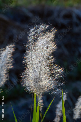 Beautiful grass flowers and warm light of sunset.