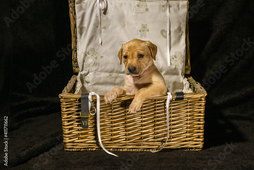 puppy dude in a basket
