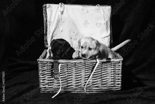 black and white basket of puppies