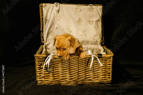 puppy basket escape