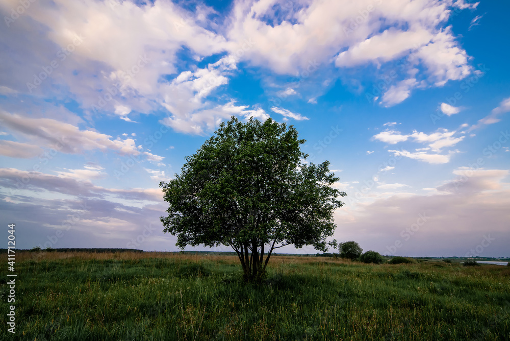 Obraz premium summer landscape with a lonely tree in a field with green grass under a sky in the morning