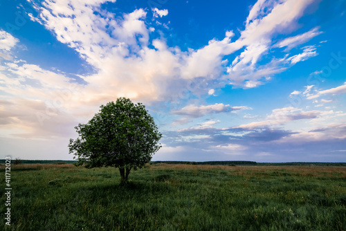 summer landscape with a lonely tree in a field with green grass under a sky in the morning