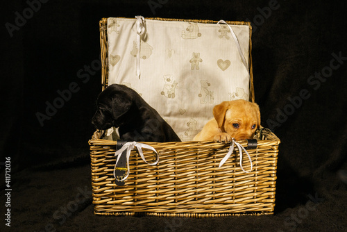 basket of puppies 2