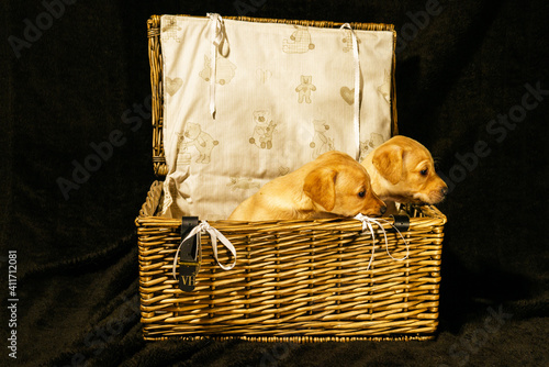 Basket of puppies