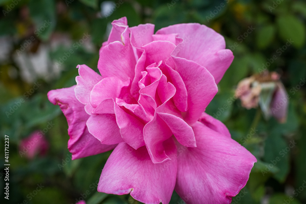 Pink Flower Pink Flower