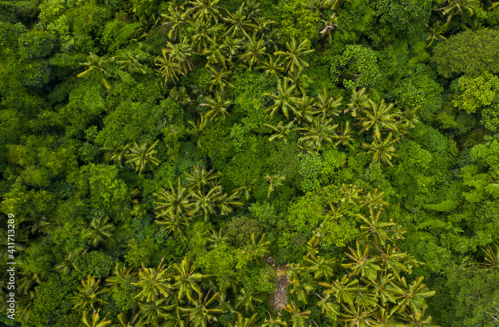Top down overhead aerial birds eye view of tropical rainforest palm tree canopies in the lush green jungle Top down overhead aerial birds eye view of tropical rainforest palm tree canopies in the lush green jungle