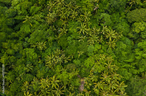 Fototapeta Naklejka Na Ścianę i Meble -  Top down overhead aerial birds eye view of tropical rainforest palm tree canopies in the lush green jungle