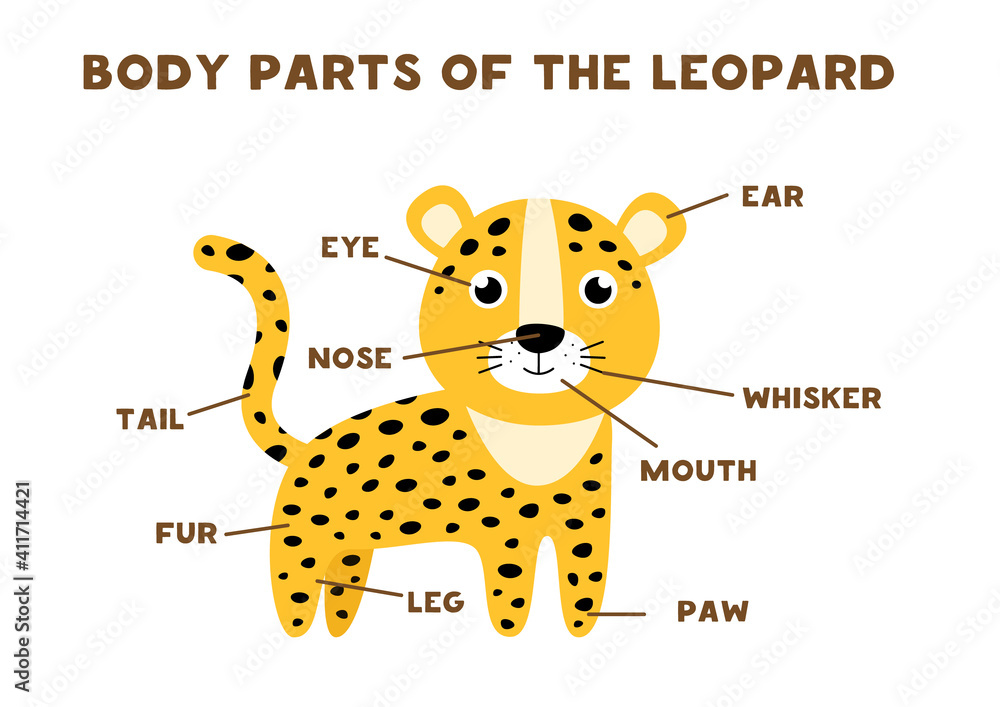 Fototapeta premium Body parts of the leopard. Scheme for children.