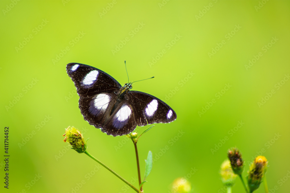 Flowers daisies in summer spring meadow on background blue sky with white clouds, flying orange butterfly, wide format. Summer natural idyllic pastoral landscape, copy space. Flowers daisies in summer spring meadow on background blue sky with white clouds, flying orange butterfly, wide format. Summer natural idyllic pastoral landscape, copy space.