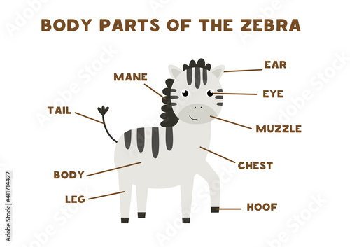 Body parts of the zebra. Scheme for children.