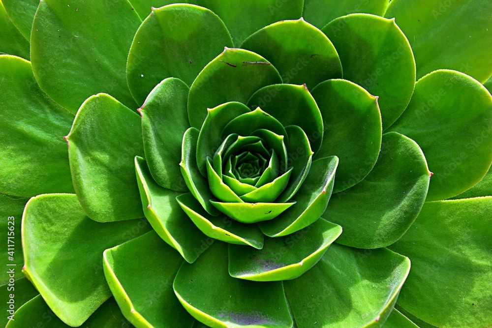 Suculenta plant Suculenta plant