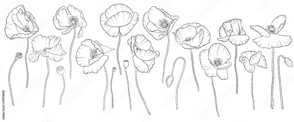 vector drawing red poppy flowers