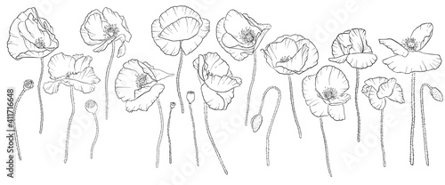 vector drawing red poppy flowers