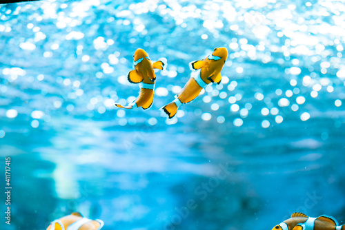 Fotografie clownfish in the water