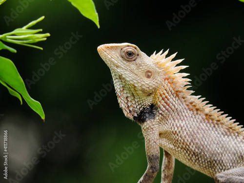 Garden lizard upclose..