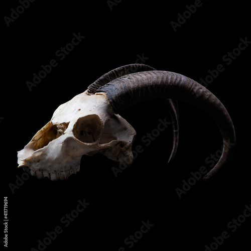 Animal skull on a black background.