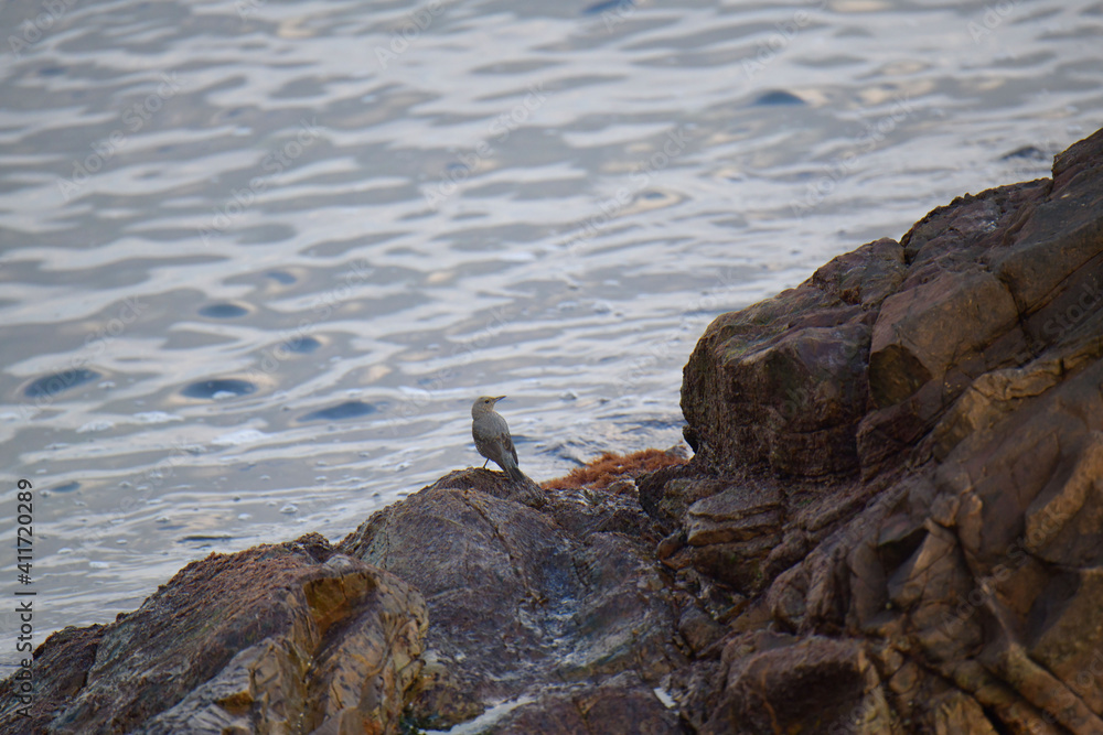 Fototapeta premium イソヒヨドリ
