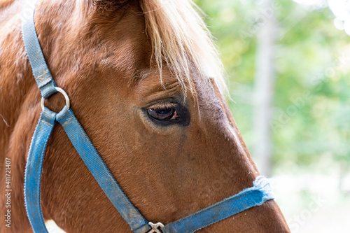 Side view half facial photo of a brown horse right eye, blue bridle, facing right