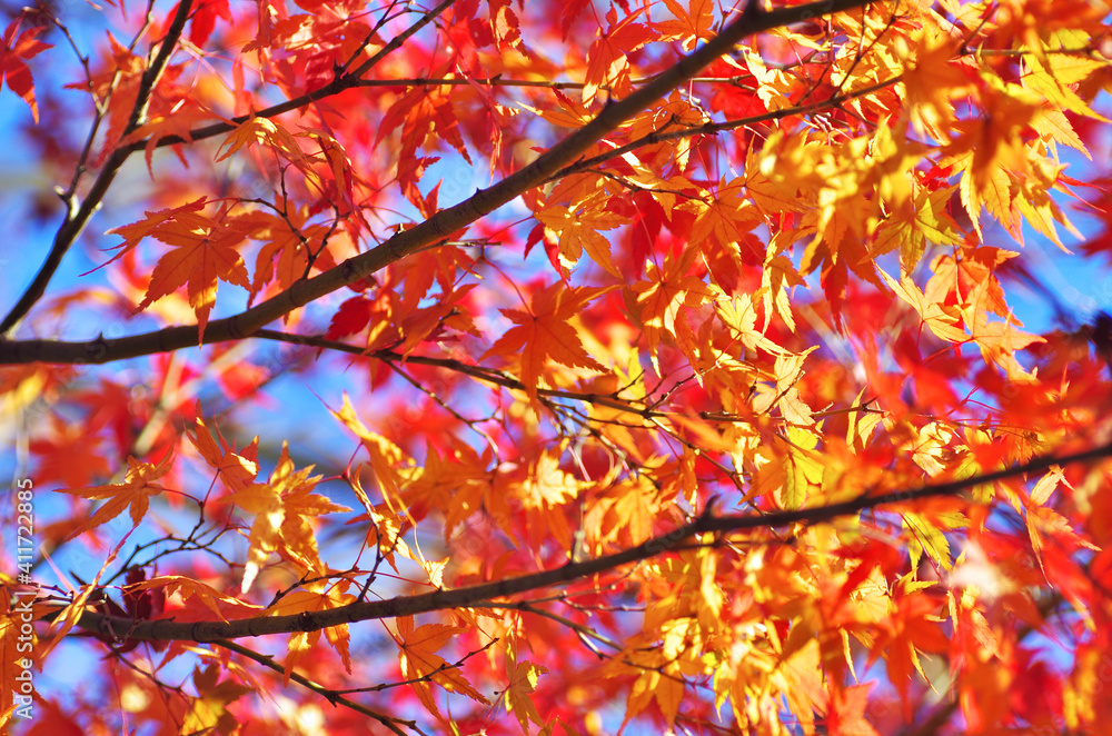 The red and yellow maple leaves in Japan The red and yellow maple leaves in Japan
