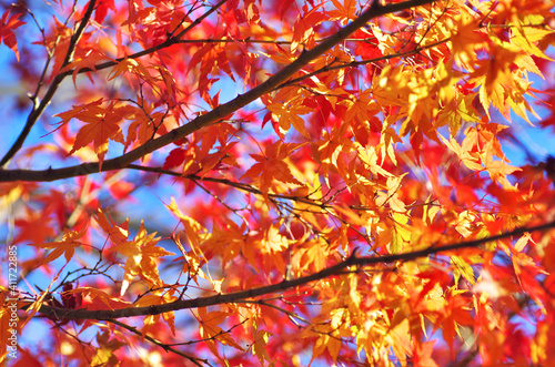 The red and yellow maple leaves in Japan