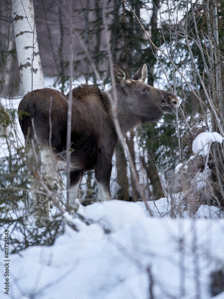 Close up shot of a moose in the wild winter forest. When it is cold in the mountains the moose are coming down to the village. Shot in Gol, Hallingdal. Close up shot of a moose in the wild winter forest. When it is cold in the mountains the moose are coming down to the village. Shot in Gol, Hallingdal.