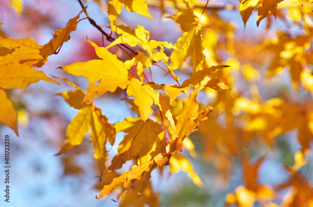 The yellow maple leaves in Japan The yellow maple leaves in Japan