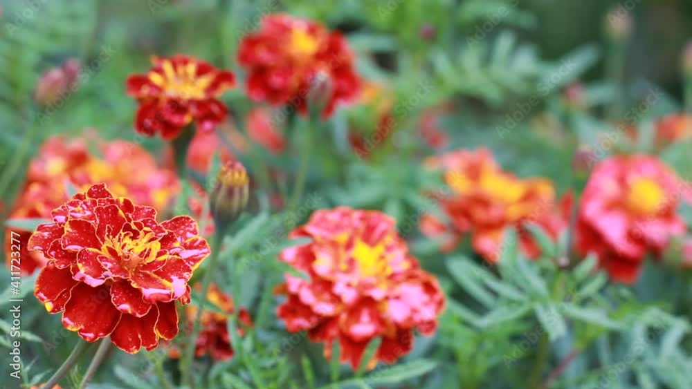 Water drops on the petals of a red marigold flower in close-up on a green deciduous background. Red and yellow flowers in the garden close-up on a rainy day. Water drops on the petals of a red marigold flower in close-up on a green deciduous background. Red and yellow flowers in the garden close-up on a rainy day.