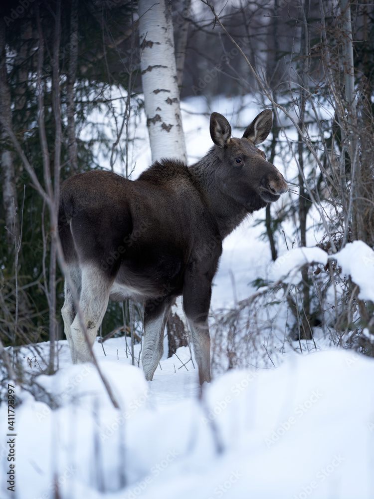 Close up shot of a moose in the wild winter forest. When it is cold in the mountains the moose are coming down to the village. Shot in Gol, Hallingdal. Close up shot of a moose in the wild winter forest. When it is cold in the mountains the moose are coming down to the village. Shot in Gol, Hallingdal.