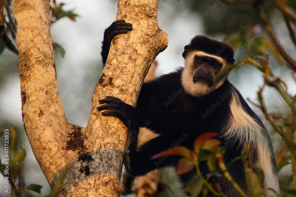 Obraz premium The mantled guereza (Colobus guereza), also known as the guereza, the eastern black-and-white colobus, or the Abyssinian black-and-white colobus sitting on the tree in the green in the evening light.