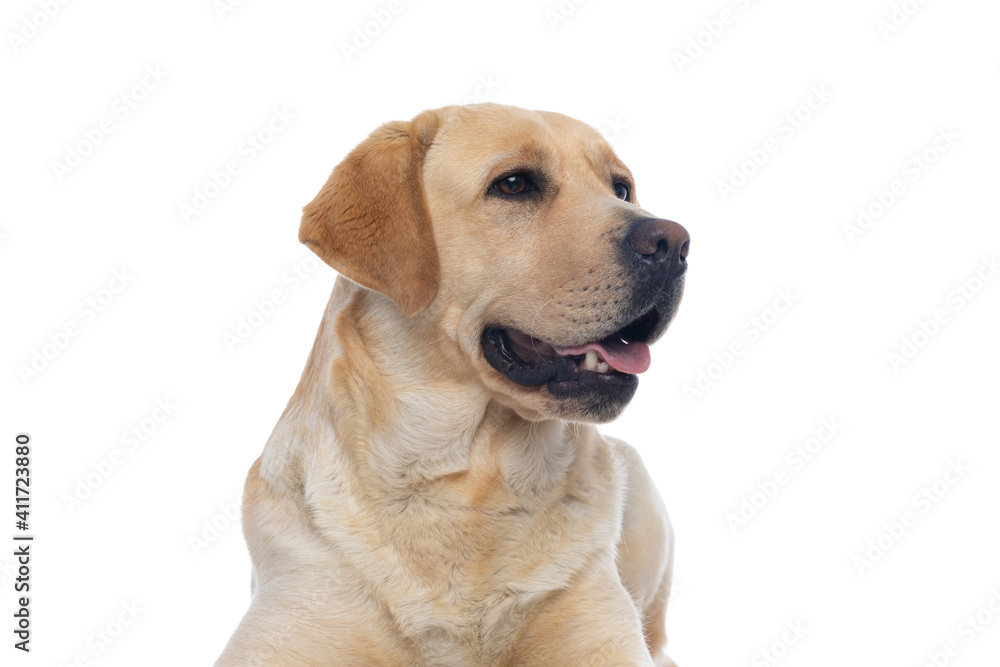 labrador retriever dog panting and minding his own business labrador retriever dog panting and minding his own business