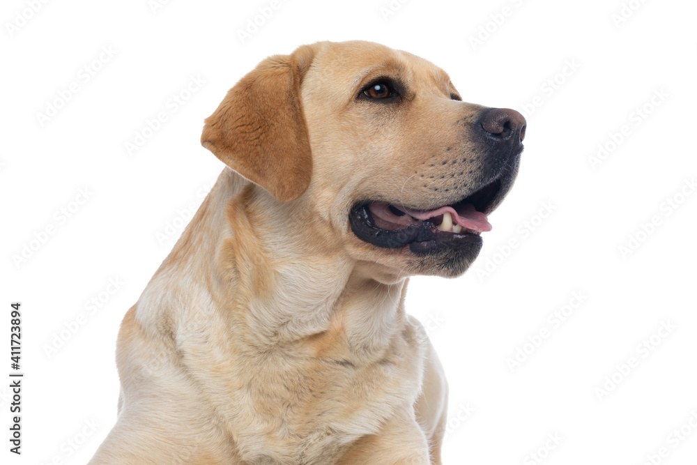 labrador retriever dog sticking out tongue and looking aside labrador retriever dog sticking out tongue and looking aside