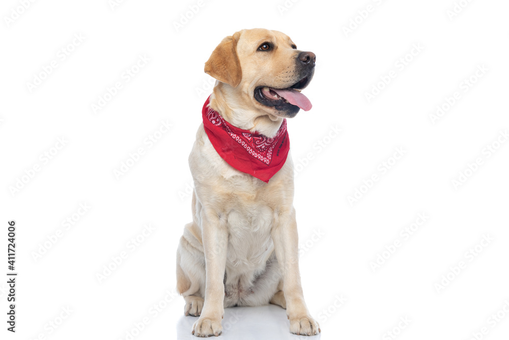 labrador retriever dog sticking out tongue, wearing a red bandana