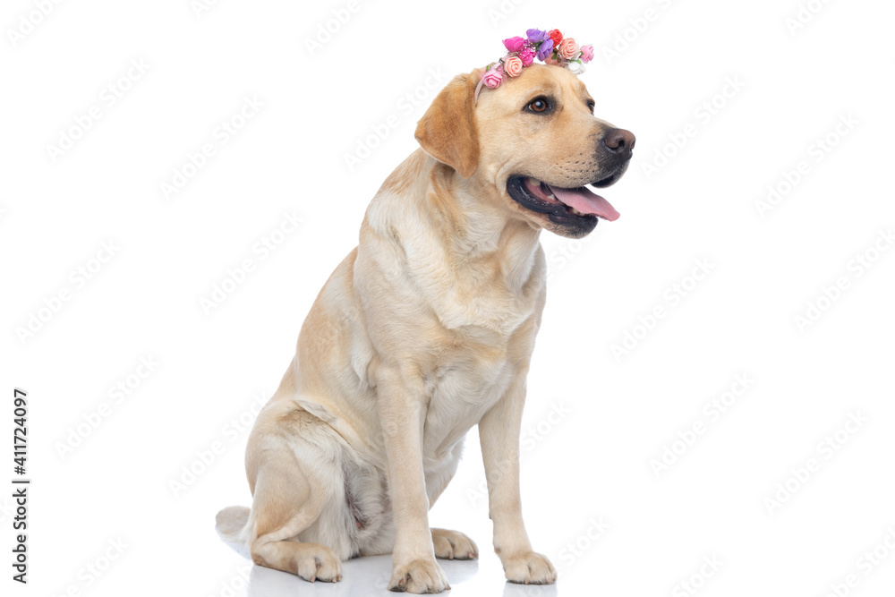 adorable labrador retriever dog sticking out tongue adorable labrador retriever dog sticking out tongue