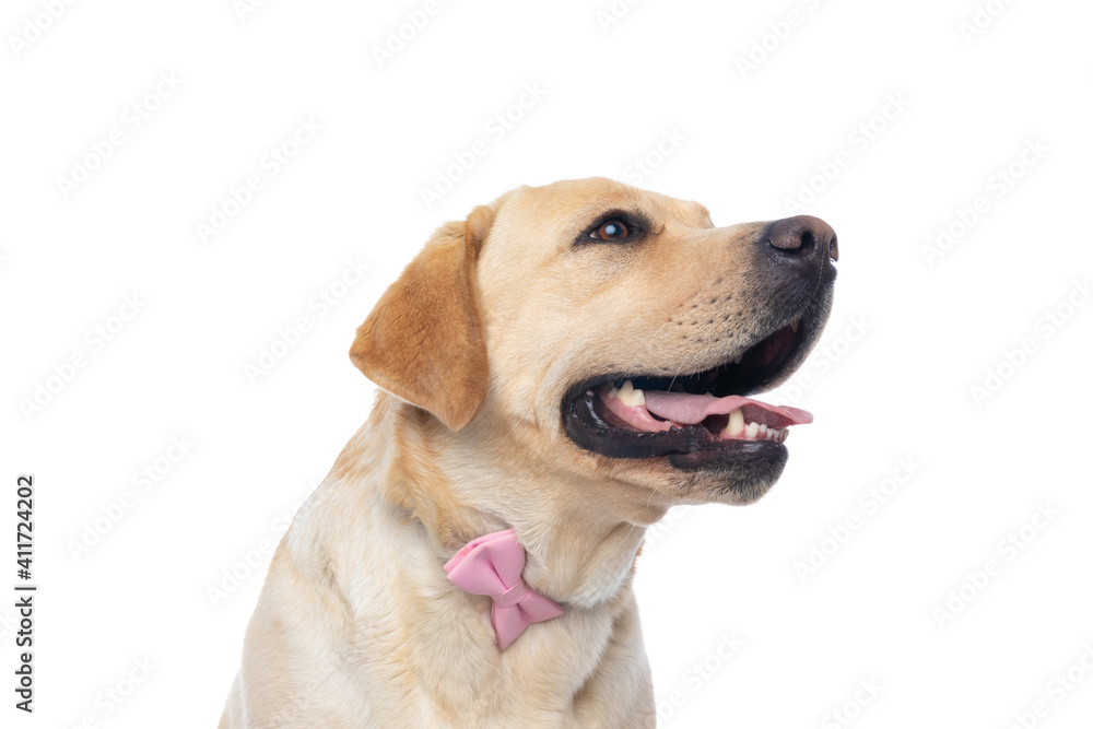 cute labrador retriever dog sticking out tongue cute labrador retriever dog sticking out tongue