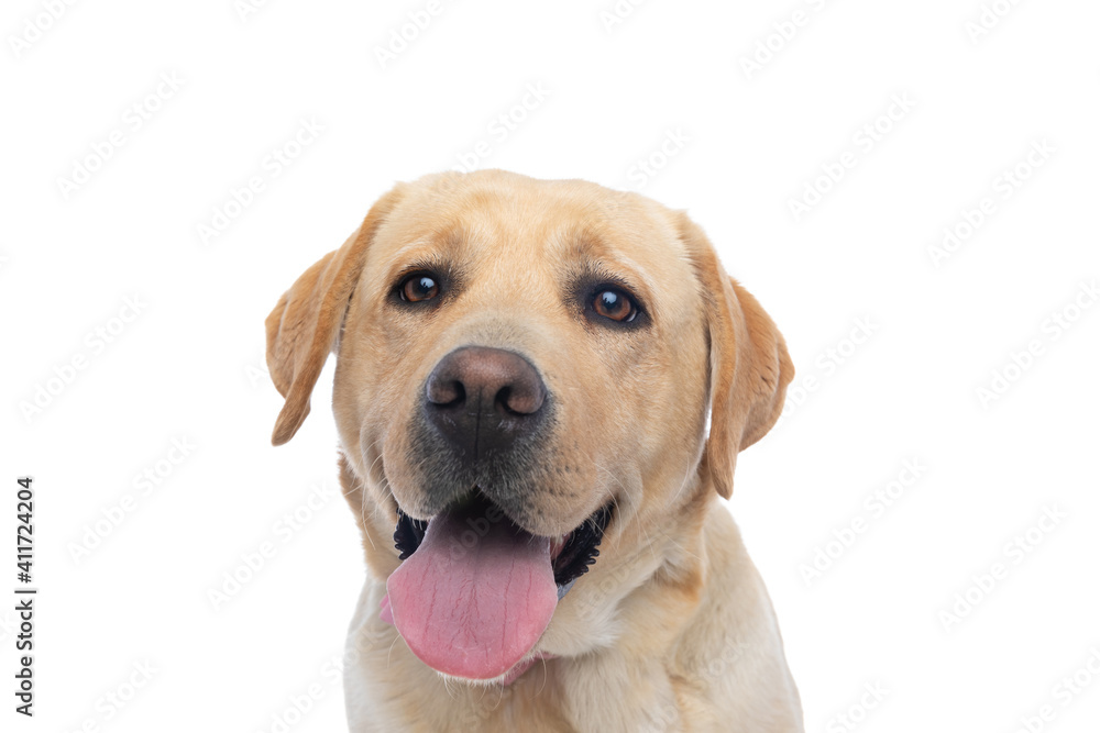 cute labrador retriever dog sticking out tongue