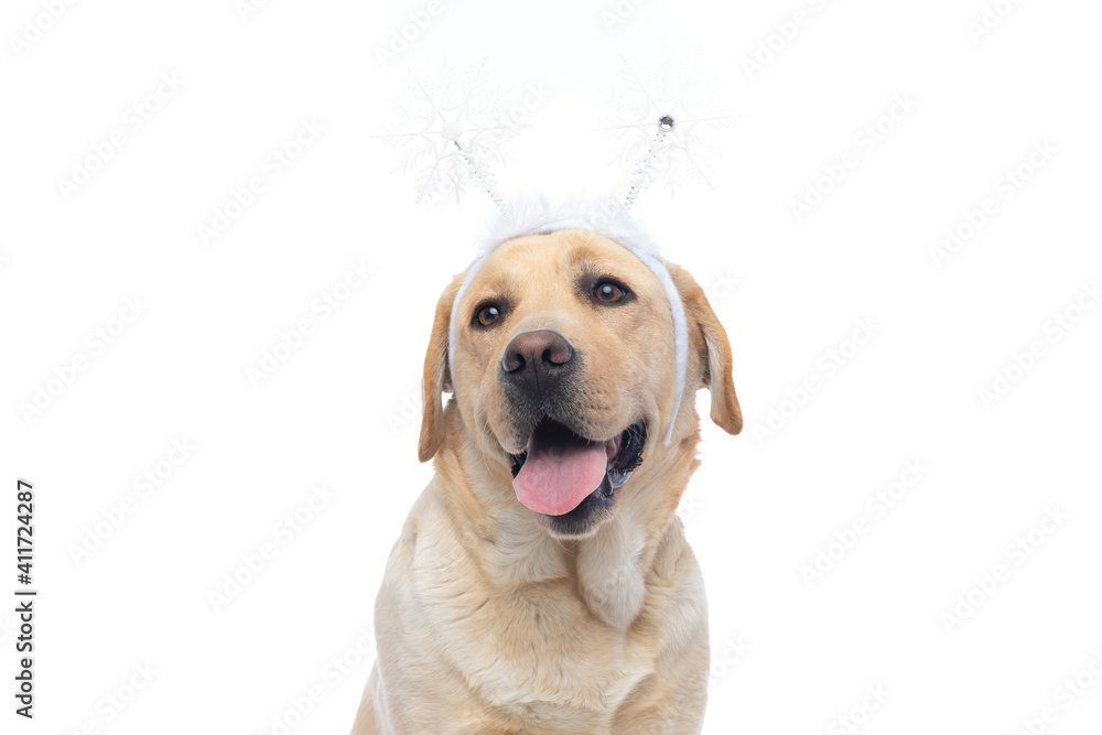 labrador retriever dog sticking out his togue at the camera labrador retriever dog sticking out his togue at the camera
