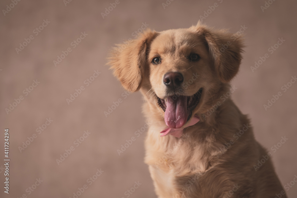 beautiful golden retriever dog wearing bowtie and sticking out tongue