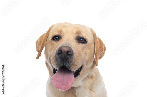 cute labrador retriever dog sticking out tongue © Viorel Sima