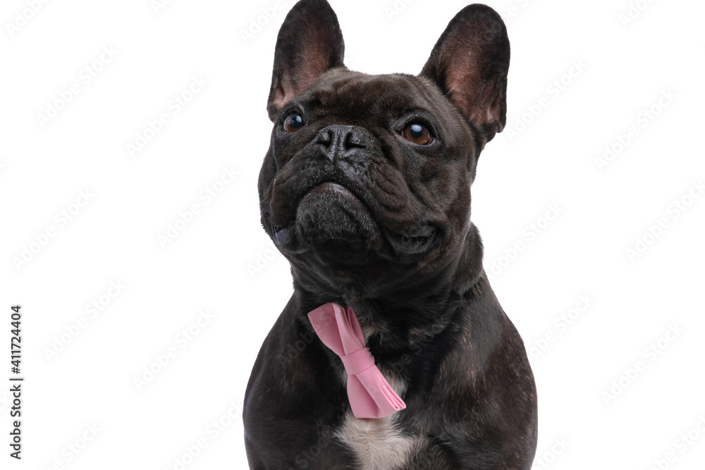 french bulldog dog looking at something that makes him perplexed french bulldog dog looking at something that makes him perplexed