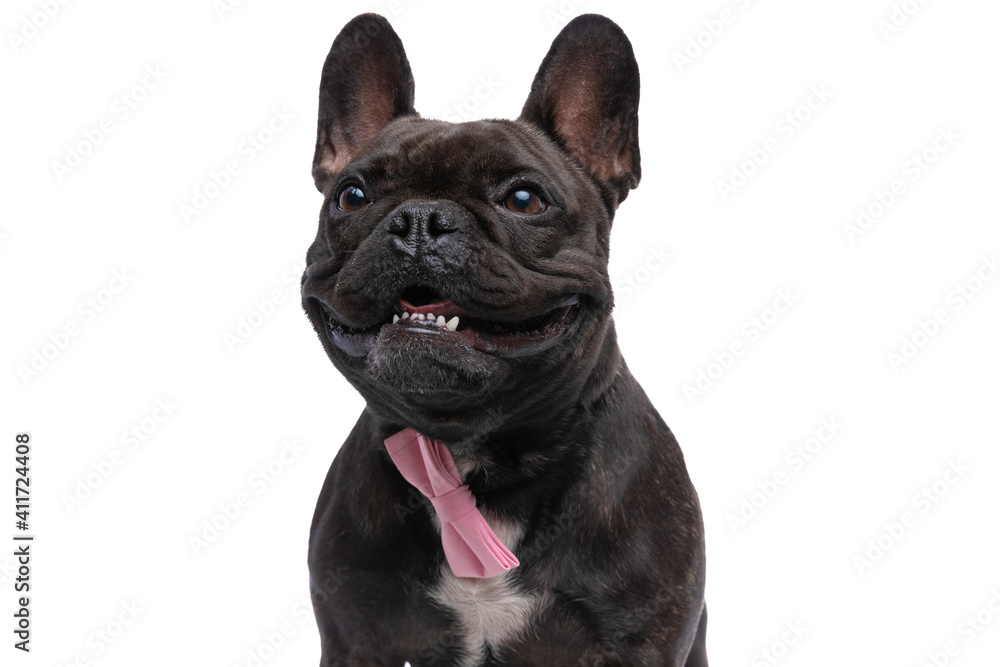 Fototapeta french bulldog dog panting and wearing a pink bowtie