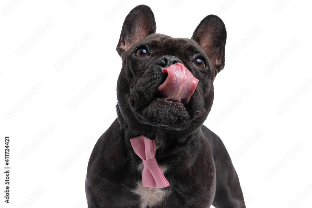 french bulldog dog licking his nose and wearing pink bowtie